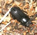 Dorcus musimon